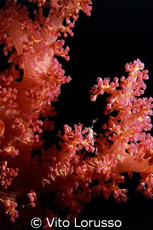 Corals - Dendronephthya Sp. (detail) by Vito Lorusso 