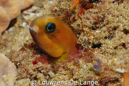 Orange blenny.They are quite long when free swimmng,head ... by Louwrens De Lange 