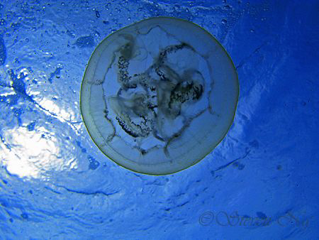 Free Swimming Jelly fish. Canon G9, Inon Z240 by Ng Steven 