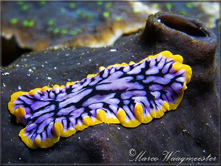 Polyclad Flatworm (Canon G9, D2000w, UCL165) by Marco Waagmeester 