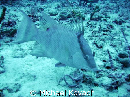 Hogfish on the Inside Reef at Lauderdale by the Sea by Michael Kovach 