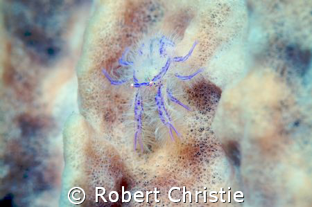 This tiny hairy crab that measures only a few millimeters... by Robert Christie 