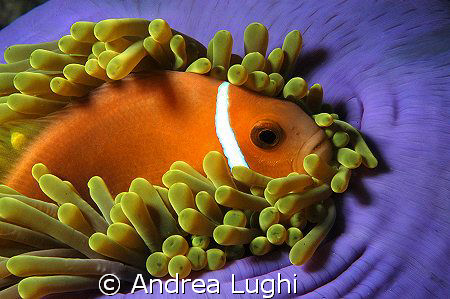 A clownfish resting in his soft bed... by Andrea Lughi 