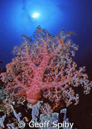giant soft coral in Bunaken, Manado by Geoff Spiby 