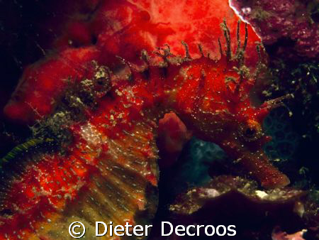 Red sea horse on red spounge by Dieter Decroos 