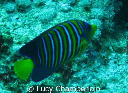 A Royal Angel Fish  by Lucy Chamberlain 