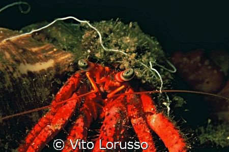 Crustaceans - Dardanus arrosor by Vito Lorusso 