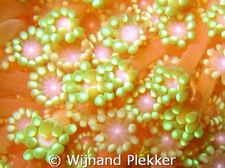 Close up of soft coral by Wijnand Plekker 