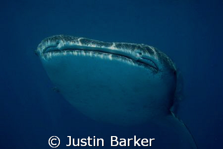 Whale Shark  off Sodwana  free diving. by Justin Barker 