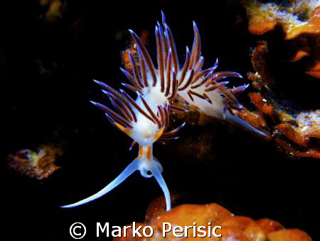Flabellina affinis. Night dive Komiza Vis. by Marko Perisic 