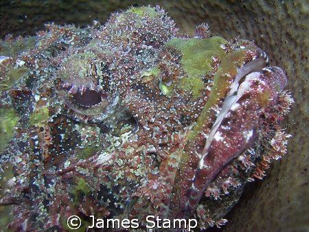 Scorpian fish sat in tube coral, Macro, Sea & sea DX300, ... by James Stamp 
