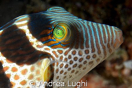 A Saddled Puffer (Canthigaster valentini) portrait. Could... by Andrea Lughi 