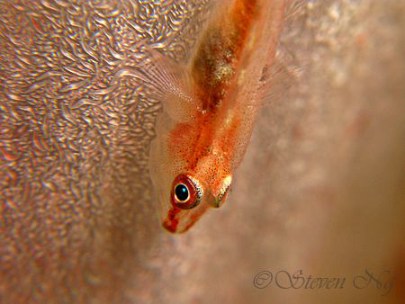 tiny mini crawling fishy, laid still for 5 minutes b4 get... by Ng Steven 