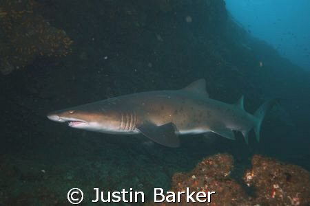 Ragged tooth shark in Aliwal Shoal east coast. by Justin Barker 