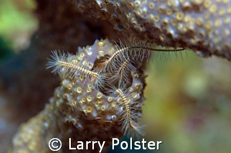 Brittle Star, D300, 105VR by Larry Polster 