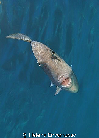 Triggerfish (Balistes capriscus). by Helena Encarnação 