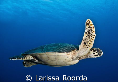 At peace with a turle floating by.  Little Cayman. by Larissa Roorda 