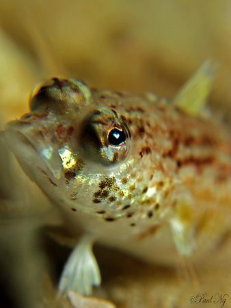 Close Up Fishy!!! Taken with G9 c/w strobe and macro lens by Paul Ng 