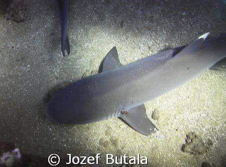 siesta time,,,,whitetip reef sharks by Jozef Butala 
