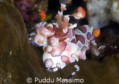 north sulawesi,aelequim shrimp on sponge,nikon d2x 105mm ... by Puddu Massimo 