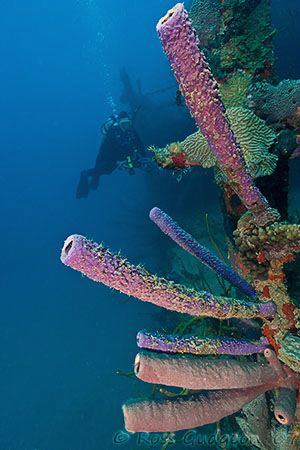 Sponges growing on the Prince Albert wreck.  Roatan, Hond... by Ross Gudgeon 