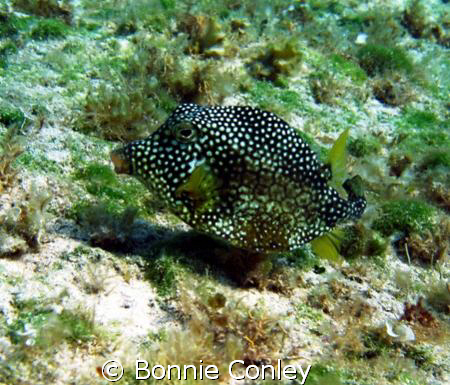 Trunkfish seen August 2008 in Grand Cayman.  Photo taken ... by Bonnie Conley 