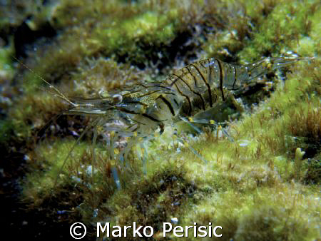 Known as the Common Prawn, these small crustaceans can be... by Marko Perisic 