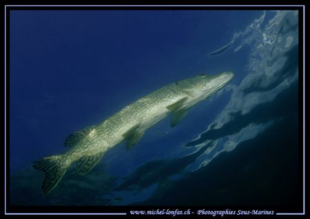 A adult Pike Fish "shot" from under :O) ...... by Michel Lonfat 