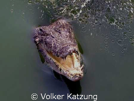 hungry croc by Volker Katzung 