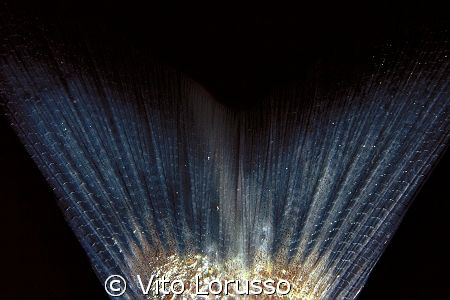 Fishs - Diplodus vulgaris (detail) by Vito Lorusso 