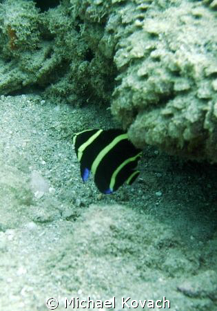 young angelfish on the inside reef at Lauderdale by the Sea by Michael Kovach 