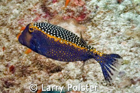 Whitespotted boxfish, male...Southern Atoll, Maldives by Larry Polster 