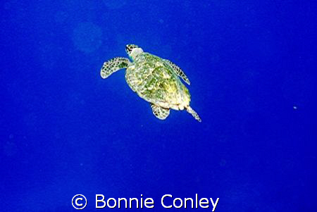 Turtle seen August 2008 in Grand Cayman.  Photo taken wit... by Bonnie Conley 