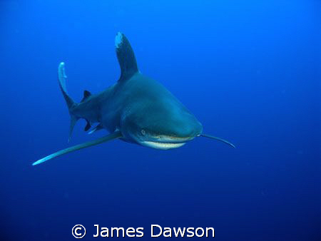 This Oceanic Whitetip shark was photographed at Daedalus ... by James Dawson 