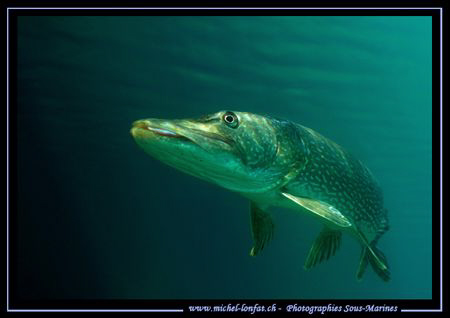 A beautiful Adult Pike Fish in the Sun Light of our clear... by Michel Lonfat 