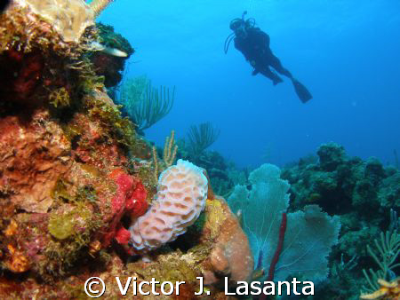 nice view of samara !!! in mermaid point dive site at par... by Victor J. Lasanta 