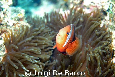 Clownfish  and anemone looking straight to me (second cha... by Luigi De Bacco 