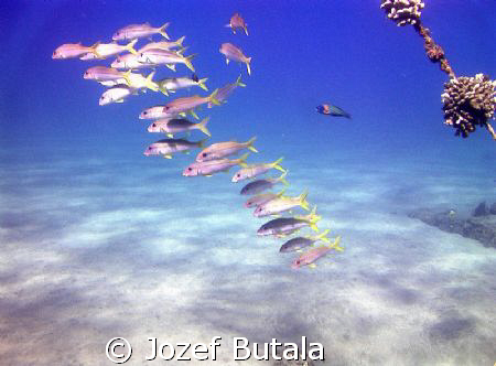 good visibility,lot of fish....what else to wish?
school... by Jozef Butala 