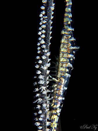 Saw Blade Shrimp with Eggs. 
Taken with Canon G9 Inon do... by Paul Ng 