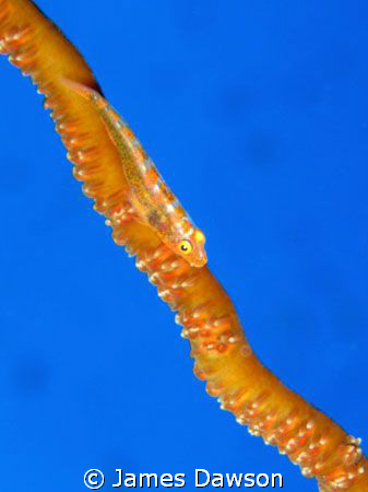 Whip Coral Goby at Elphinstone. Canon G9 with built-in flash by James Dawson 