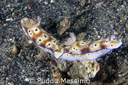 nudibranches in love a gangga,north sulawesi,nikon d2x 60... by Puddu Massimo 