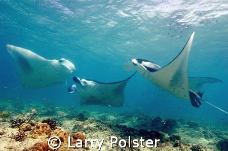 Manta cleaning station, Sea Queen liveaboard just ouside ... by Larry Polster 