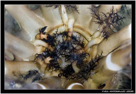 Sea cucumber feeding on gold stuff   D200/60mm by Yves Antoniazzo 