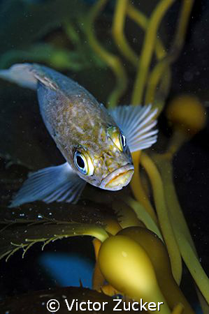 rock fish in kelp by Victor Zucker 
