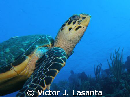 close look to lola the turtle!!! in two for you dive site... by Victor J. Lasanta 