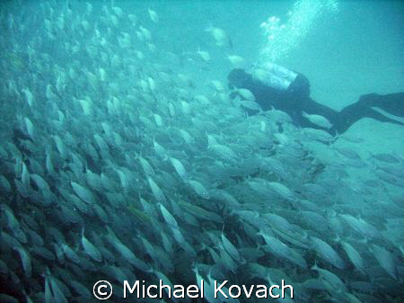 Diver passing fish on the inside reef at Lauderdale by th... by Michael Kovach 