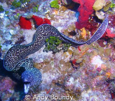 Spotted Moray - 100 ft. with Sealife DC600 - unusual arou... by Andy Boundy 