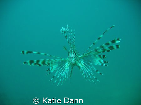 Lionfish taken with Canon G9 by Katie Dann 