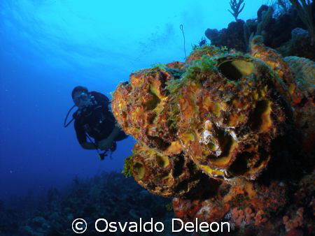 The is a nice and cool site to diving by Osvaldo Deleon 