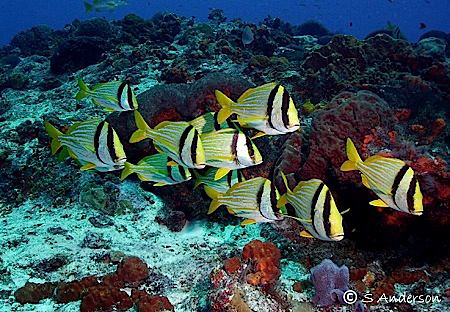 My favorite dive site in Cozumel seems to always have a s... by Steven Anderson 
